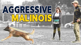 Aggressive Malinois tries to attack Dogs and Me [upl. by Nobile]