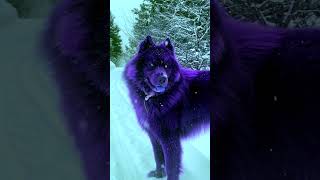 Eurasier dogs❤️🐶🐕eurasierdogsviralvideotrendingyoutubeshortsanimalloverdogloverdogsanimal [upl. by Magdala]