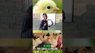 P2 PROPHYLAXIE DES POULETS GOLIATH sur les 4 premières SEMAINES [upl. by Valsimot]