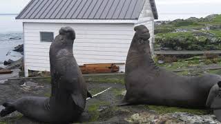 Elephant Seal Battle for the right to mate [upl. by Radmilla433]