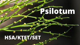 Psilotum  Pteridophyte [upl. by Aisinut]