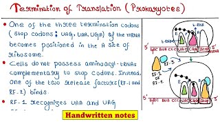 Translation in Prokaryotes  Termination [upl. by Arther699]