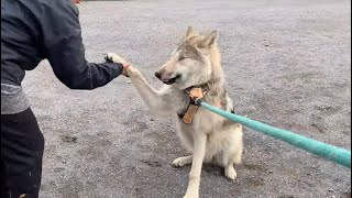 Reactions From People and Dogs While Walking Wolfdog Puppies In Crowded Park What You Can Expect [upl. by Nomzaj762]