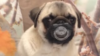 Top 30 Funniest and Cutest Pug Dog Videos Compilation [upl. by Abihsat]