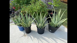 Aloe Barbadensis Miller Stockton Giveaway CLOSED [upl. by Anees]