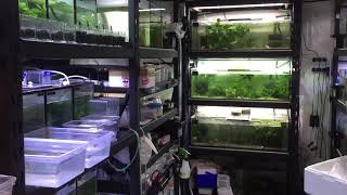 Breeding Danio species [upl. by Ecital]