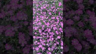 Gypsophila paniculata 滿天星 宿根草 花 花語 gypsophila [upl. by Tiphane]