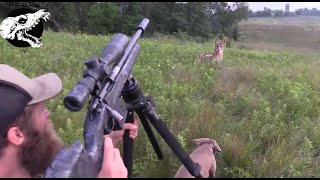 Chasing Down Coyotes With Our Dogs  Coyote Hunting With Decoy Dogs [upl. by Judi80]