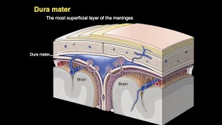 Meninges and Dural venous sinuses [upl. by Regdirb]