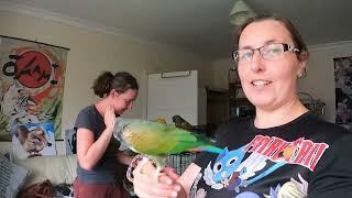 Pionus Parrot REUNITED with person who RESCUED them [upl. by Etnuaed]