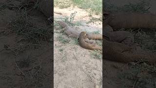 Mongoose Vs Big Monitor Lizard fightWild Encounter Mongooseamp LizardwildLifefightmongooselizard [upl. by Riatsala]