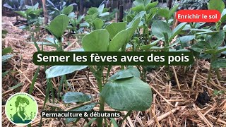 Semer les fèves dautomne 🍀 astuce jardinage [upl. by Adniuqal]