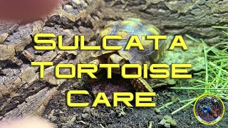 Sulcata Tortoise Care [upl. by Ofelia906]