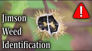 How To Identify Jimson Weed  Datura Stramonium [upl. by Chappie]