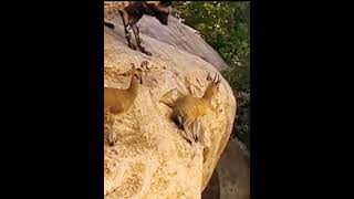 Surprise Hyenas By Clever Deer On A DangerOus Cliff [upl. by Enitselec]