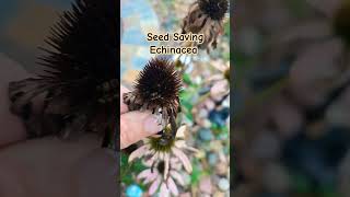 Seed Saving Series Echinacea seedsaving Echinacea [upl. by Bunni]