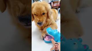 dog funny puppy pets goldenretriever elekobeach comedy beach [upl. by Bowman]