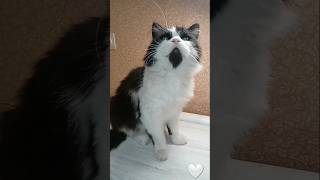 catvideos sommer flowers sommerferie йорк florist cat котята love [upl. by Polard]