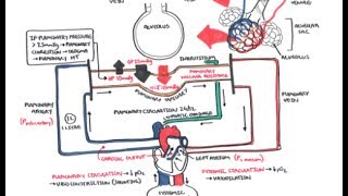 Pulmonary Vascular Physiology Pressure and Hypertension [upl. by Alarise]