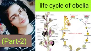 Life cycle of Obelia part2 planula larva metagenesis [upl. by Enirolf]