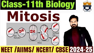 Mitosis  Cell Cycle and cell division class 11 Biology  NEET [upl. by Ayim428]