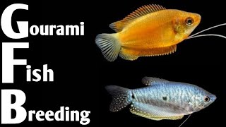 Gourami fish breeding in home aquarium  How to breed Gourami fish in Aquarium [upl. by Dustman]