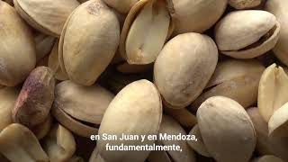 Pistacho un cultivo en crecimiento en San Juan y Mendoza [upl. by Yert459]