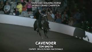 CAVENDER 2024 TENNESSEE WALKING HORSE NATIONAL CELEBRATION TWH WGC [upl. by Tomaso]