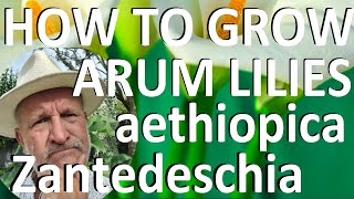 Tropical Gardens UK How to Grow the Arum LiIy  Zantedeschia aethiopica [upl. by Sheldon]