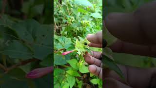 4 Oclock Plant  mirabilis jalapa seeds calecting 🫛🫛🏵️ [upl. by Ayhtin119]