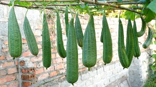 Growing Angled luffa at Home easy and with lots of fruit  TEO Garden [upl. by Mag]