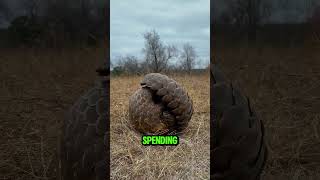 🦊 Unveiling the Pangolin One of the Worlds Strangest Creatures shorts [upl. by Ahsinad]