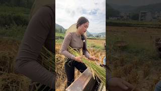 Today I came to the farm again to collect ricevillage unhusked rice [upl. by Tnert130]