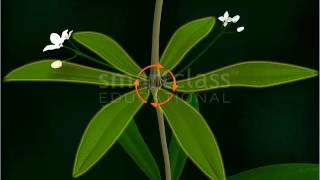 Rubiaceae  Vegetative Parts of Plants Tamil [upl. by Jeanna441]