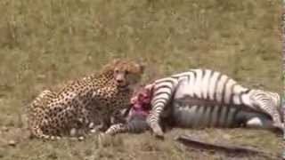 Honeys Boys make their first kill of a zebra in the Masai Mara [upl. by Dj]