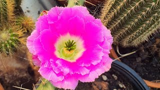 lady finger cactus Echinocereus pentalophus in bloom [upl. by Timmons229]