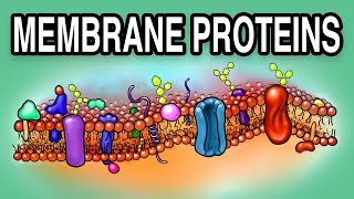 MEMBRANE PROTEINS  Types and Functions [upl. by Harty114]