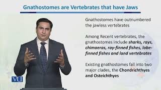 Gnathostomes Vertebrates that have jaws  Biodiversity amp EvolutionII  BT201Topic054 [upl. by Yelah]