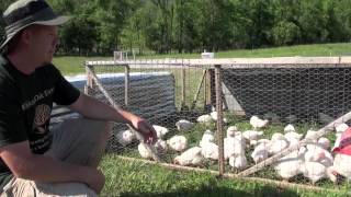 How to raise Meat Chickens [upl. by Korie]