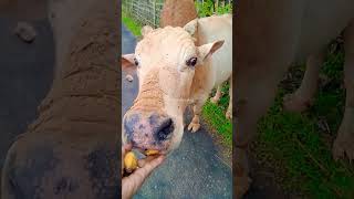 funnyanimalsounds animalssounds cow animals goat cat animal cute funnyanimal animalclinic [upl. by Arimat]