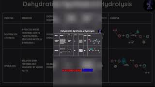 The Power of Dehydration Synthesis A Guide to Forming Polymers [upl. by Buckingham]