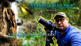 Bird Photography  Nikon Coolpix P900 Review  Wildlife Photography [upl. by Marybella554]