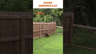 Aussie Herds Cat Back Inside 🐶 [upl. by Mandell]