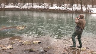 Pecanje mladice na reci Savi u Sloveniji Kranj i Ljubljana  Varaličarenje  Hucho Hucho FULL VIDEO [upl. by Llenehs]