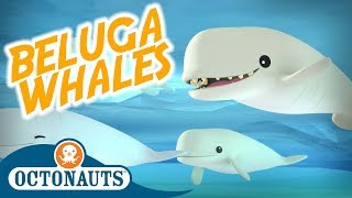 Octonauts  Beluga Whales  Full Episode  Cartoons for Kids [upl. by Rakia]