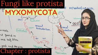 MYXOMYCOTA  Fungi Like Protista class 11 Life cycle of myxomycota urdu hindi [upl. by Rainah973]