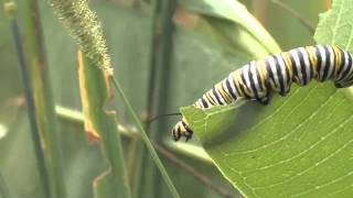 Milkweed and its Insects [upl. by Arlan744]