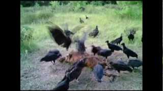 Buzzards Feast  Hog eaten  time lapse [upl. by Ceevah]