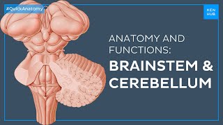 Brainstem and Cerebellum Structure and functions easily explained  Quick Anatomy  Kenhub [upl. by Hansiain180]