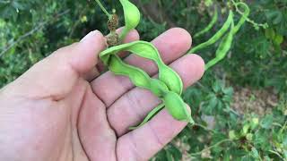 Guamuchil tree with fruit in California Aka Manila Tamarind update [upl. by Giselle554]